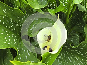 White-spotted calla - Zantedeschia albomaculata - and fly