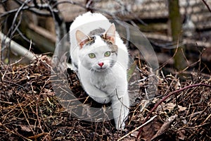 A white spotted cat with an attentive look while hunting