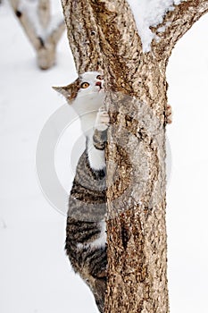 White spotted cat cautiously climbs up a tree trunk in winter