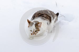 A white spotted cat cautiously walks on the snow cover