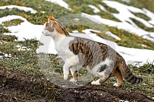 White spotted cat cautiously walks on snowy grass in winter