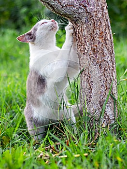 White spotted cat claws scratching a tree