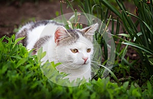 White spotted cat in the garden among the thick grass. Cat ambushed while hunting