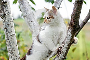 White spotted cat looks cautiously into the distance