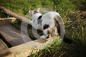 White spotted cat sharpening its claws on a wooden plank in the garden, back side view
