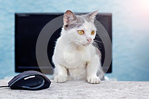 A white spotted cat sits at a table near a computer mouse and a monitor. Work in the office