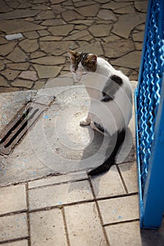 White spotted cat sitting near blue mesh fence in a sunny autumn day