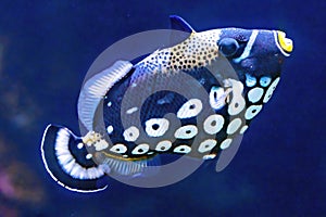 White Spotted Clown Trigger Fish Waikiki Oahu Hawaii