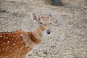 white spotted deer in the zoo