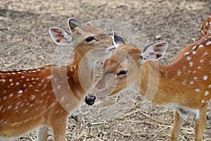 white spotted deers in the zoo