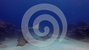 White Spotted Eagle Ray Swimming Over Leopard Shark In Blue Sea Water Australia