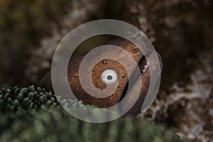 White Spotted Eyed Moray Eel