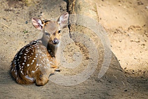 A white spotted fawn basking in the morning sun