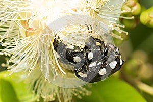 White spotted fruit chafer