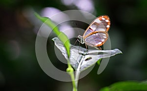 White-spotted glasswing butterfly Greta sp.