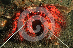 White-spotted Hermit Crab