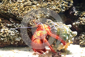White-spotted hermit crab