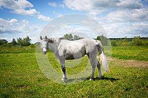 White spotted hors on green pasture