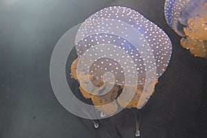 White spotted jellies