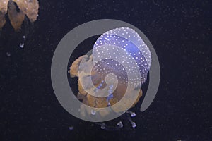 White spotted jelly