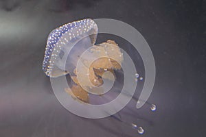 White spotted jelly