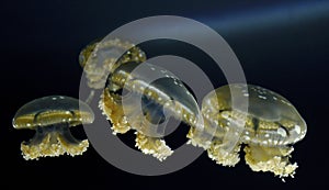 White Spotted Jellyfish photo