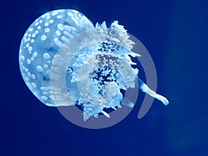 White spotted jellyfish against navy blue