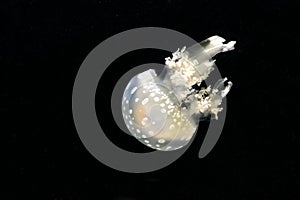 White-spotted jellyfish also known as australian lagoon jelly