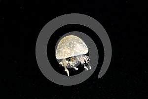 White-spotted jellyfish also known as australian lagoon jelly Mastigias papua