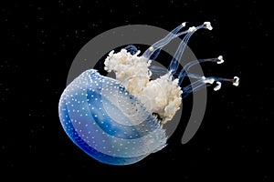 A white spotted jellyfish in an aquarium