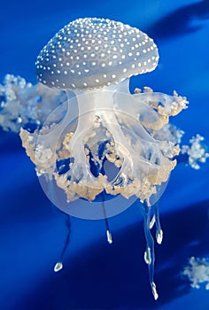 White spotted jellyfish. Medusa on a blue background.