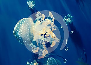 White spotted jellyfish. Medusa on a blue background