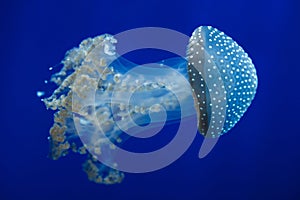 White-spotted jellyfish Phyllorhiza punctata