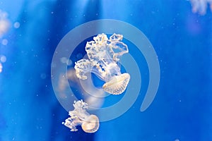 White spotted jellyfish - Phyllorhiza punctata