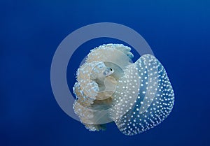 White Spotted Jellyfish, Phyllorhiza punctata