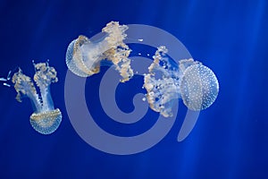 White-spotted jellyfish (Phyllorhiza punctata).