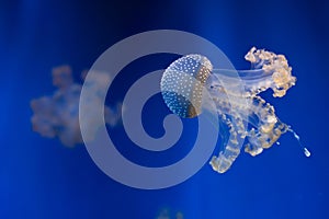 White-spotted jellyfish (Phyllorhiza punctata).