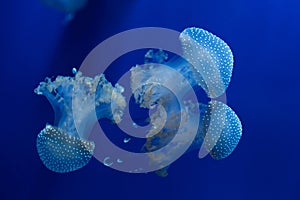 White-spotted jellyfish (Phyllorhiza punctata).