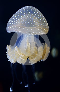White-Spotted Jellyfish (Phyllorhiza punctata)