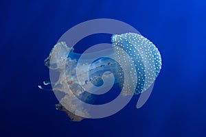 White-spotted jellyfish (Phyllorhiza punctata).