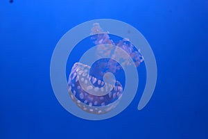 White-spotted jellyfish