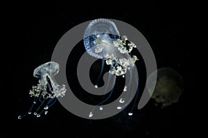 White spotted jellyfish Phyllorhiza punctata,This widespread jellyfish species is found in the Atlantic, Indian and Pacific ocea