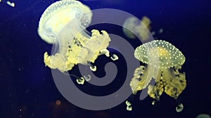 White-spotted jellyfish underwater