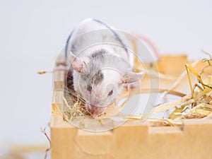 White spotted laboratory mouse, small mouse, pet, animal for experiments, small rodent.