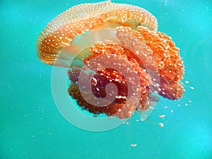 White Spotted orange jellyfish in tropical ocean water Malaysia