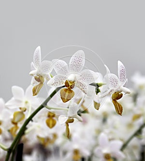 White spotted orchid flower branch