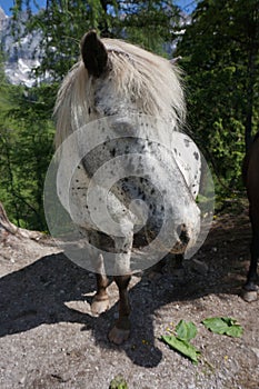 White spotted pony photo