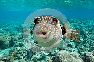 White spotted puffer