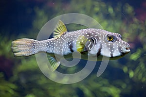 White-spotted puffer Arothron hispidus