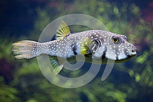 White-spotted puffer Arothron hispidus photo